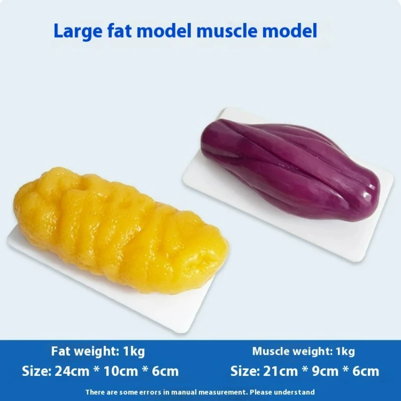 Human Muscle and Fat Replicas  - Nutrition Fitness Health review and price