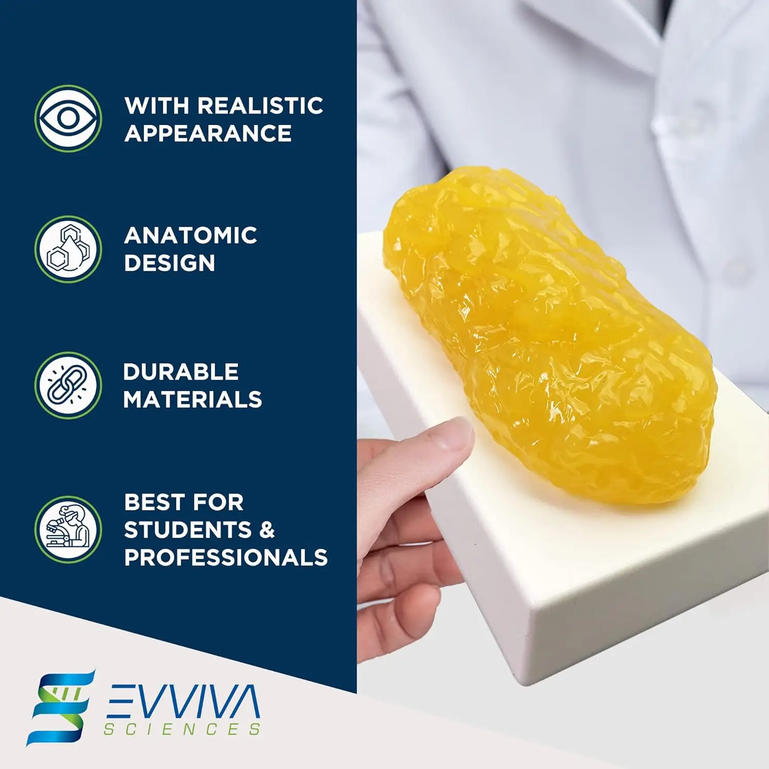 Human Muscle and Fat Replicas  - Nutrition Fitness Health review and price