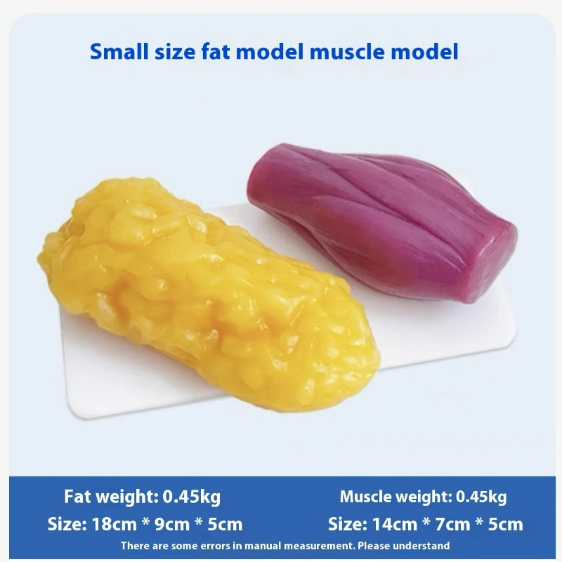 Human Muscle and Fat Replicas  - Nutrition Fitness Health review and price